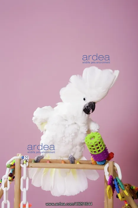 : Umbrella Cockatoo : Umbrella Cockatoo