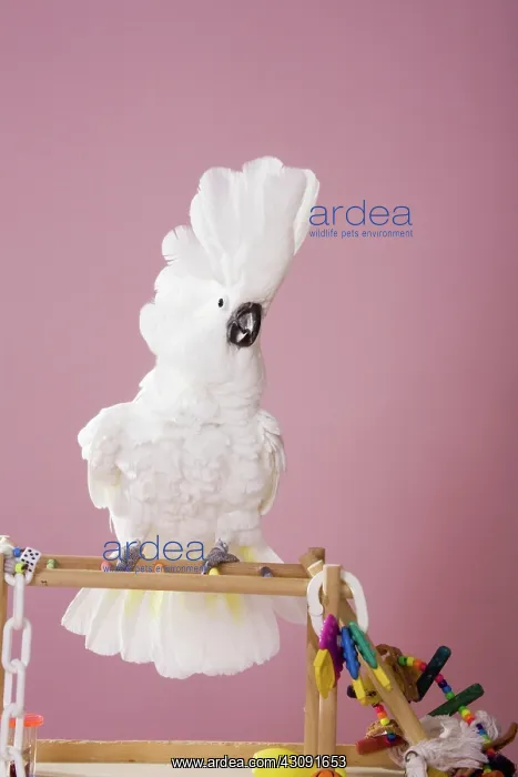  : Umbrella Cockatoo