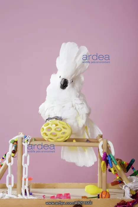 : Umbrella Cockatoo : Umbrella Cockatoo