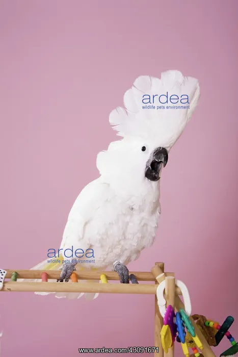 : Umbrella Cockatoo : Umbrella Cockatoo