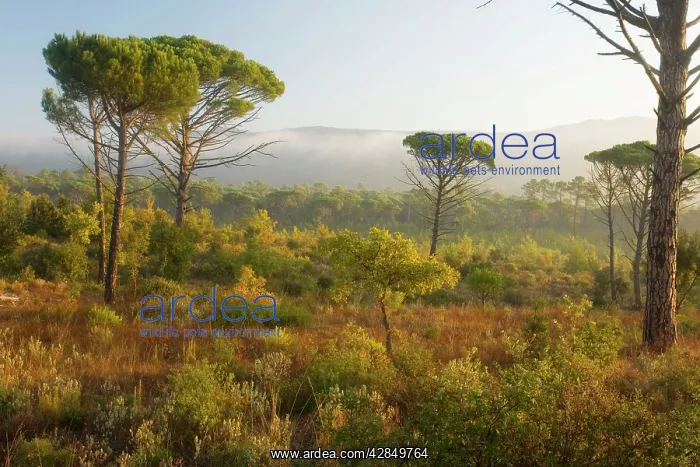 : Umbrella Pine (or Stone Pine) - woodland, with scrub below : Umbrella Pine (or Stone Pine) - woodland, with scrub below
