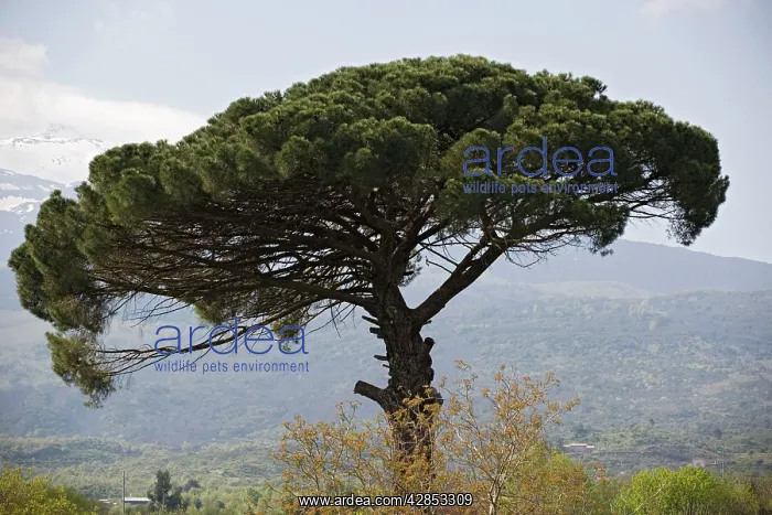 : Umbrella Pine - in Sicilian landscape, on the slopes : Umbrella Pine - in Sicilian landscape, on the slopes