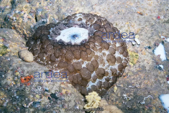 : Umbrella slug (Umbraculum umbraculum) on bottom : Umbrella slug (Umbraculum umbraculum) on bottom