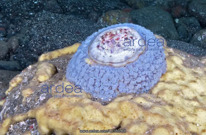 : Umbrella slug (Umbraculum umbraculum) on bottom : Umbrella slug (Umbraculum umbraculum) on bottom