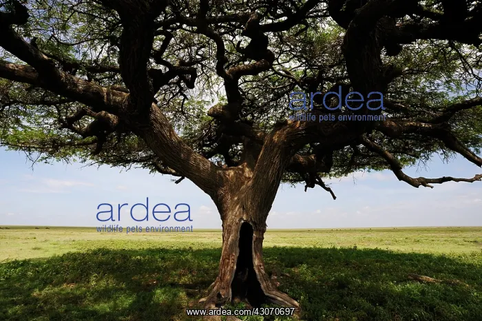 : Umbrella Thorn : Umbrella Thorn