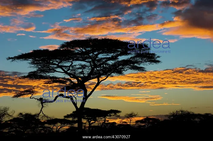 : Umbrella Thorn : Umbrella Thorn