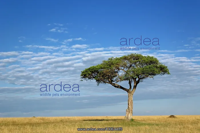 : Umbrella Thorn Acacia, Acacia tortilis : Umbrella Thorn Acacia, Acacia tortilis