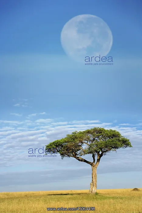 : Umbrella Thorn Acacia, Acacia tortilis : Umbrella Thorn Acacia, Acacia tortilis