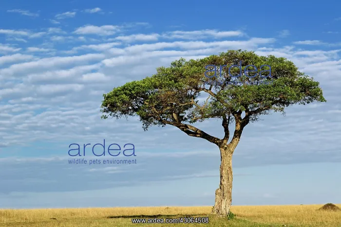 : Umbrella Thorn Acacia, Acacia tortilis : Umbrella Thorn Acacia, Acacia tortilis