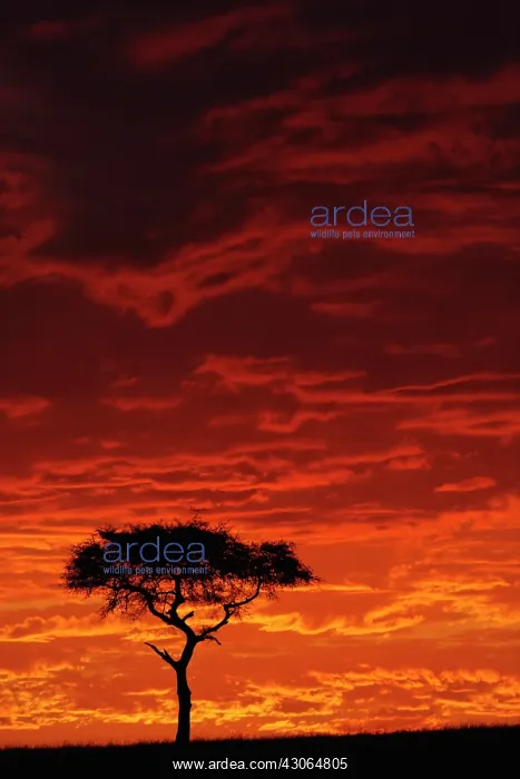: Umbrella Thorn Acacia, Acacia tortilis : Umbrella Thorn Acacia, Acacia tortilis
