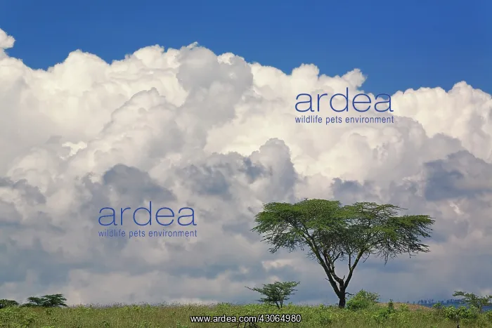 : Umbrella Thorn Acacia, Acacia tortilis : Umbrella Thorn Acacia, Acacia tortilis