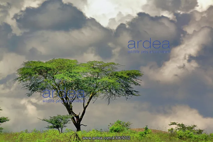 : Umbrella Thorn Acacia, Acacia tortilis : Umbrella Thorn Acacia, Acacia tortilis