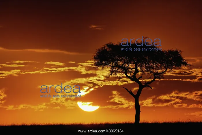 : Umbrella Thorn Acacia, Acacia tortilis : Umbrella Thorn Acacia, Acacia tortilis