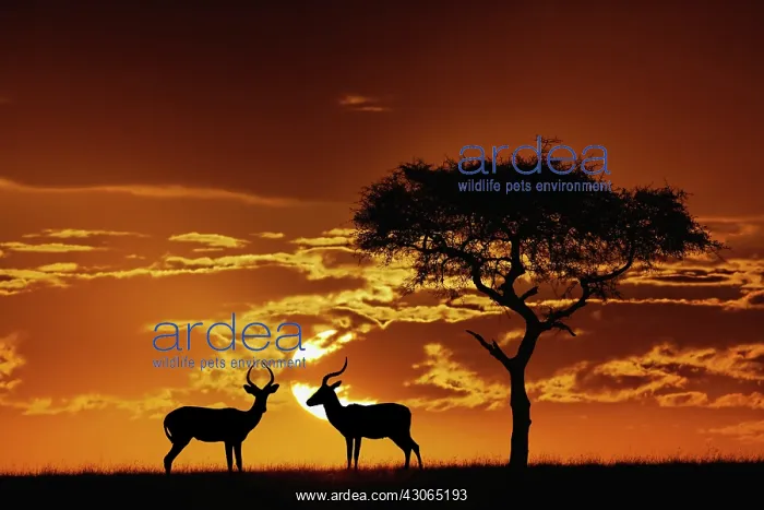 : Umbrella Thorn Acacia, Acacia tortilis : Umbrella Thorn Acacia, Acacia tortilis