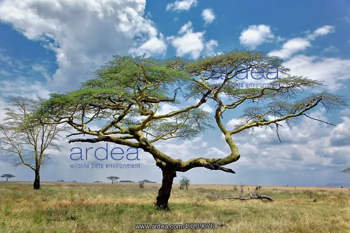 : Umbrella Thorn Acacia, Acacia tortilis : Umbrella Thorn Acacia, Acacia tortilis