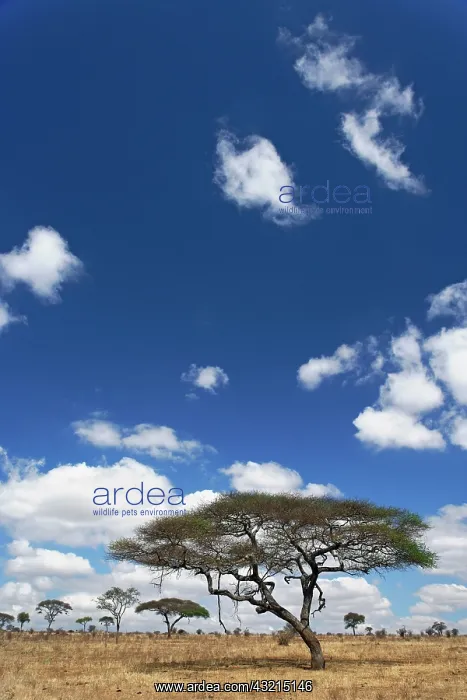 : Umbrella Thorn Acacia, Acacia tortilis : Umbrella Thorn Acacia, Acacia tortilis