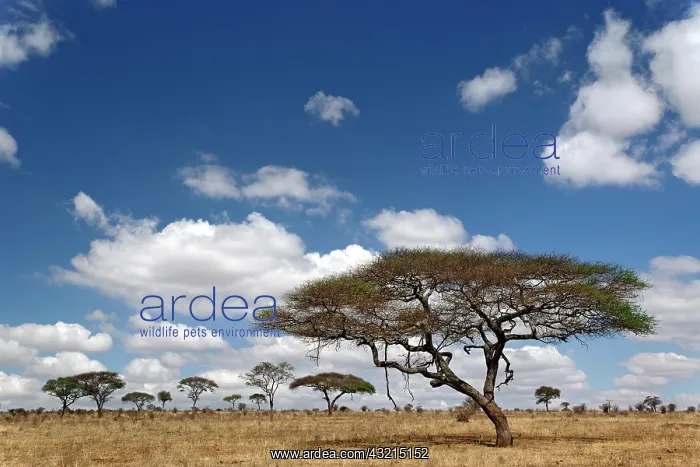 : Umbrella Thorn Acacia, Acacia tortilis : Umbrella Thorn Acacia, Acacia tortilis