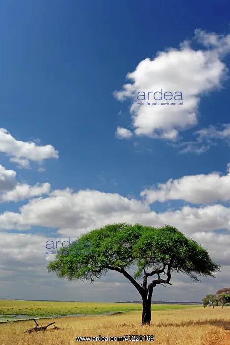: Umbrella Thorn Acacia, Acacia tortilis : Umbrella Thorn Acacia, Acacia tortilis