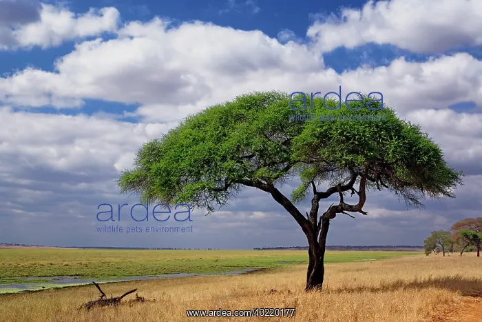 : Umbrella Thorn Acacia, Acacia tortilis : Umbrella Thorn Acacia, Acacia tortilis