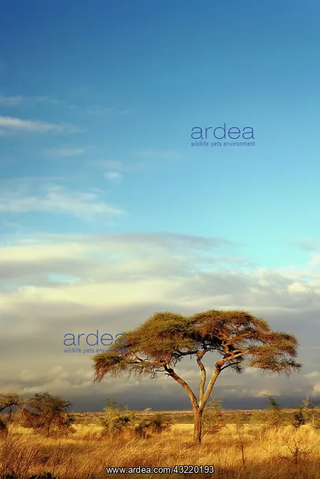 : Umbrella Thorn Acacia, Acacia tortilis : Umbrella Thorn Acacia, Acacia tortilis
