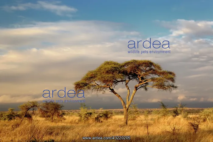 : Umbrella Thorn Acacia, Acacia tortilis : Umbrella Thorn Acacia, Acacia tortilis
