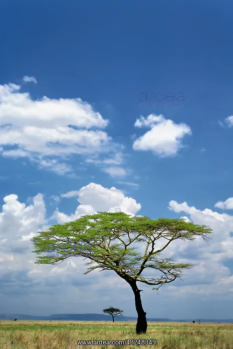 : Umbrella Thorn Acacia, Acacia tortilis : Umbrella Thorn Acacia, Acacia tortilis