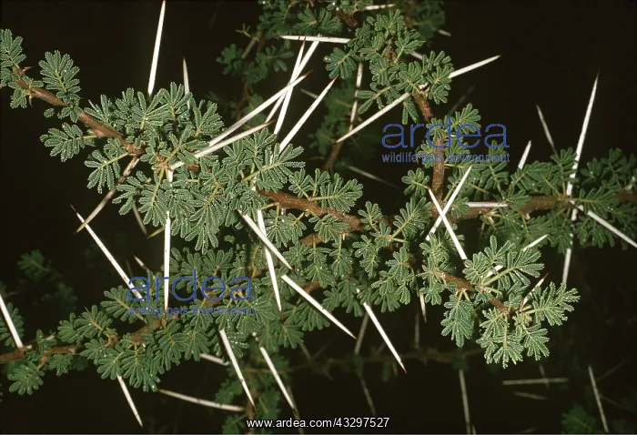 : Umbrella Thorn Acacia - leaves opening at start of rains : Umbrella Thorn Acacia - leaves opening at start of rains