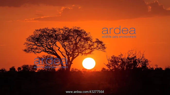 : Umbrella thorn acacia (umbrella acacia tortilis) : Umbrella thorn acacia (umbrella acacia tortilis)