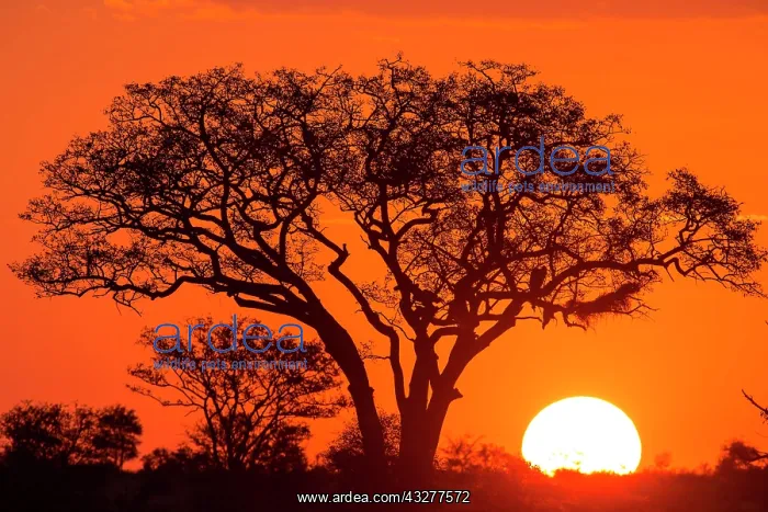 : Umbrella thorn acacia (umbrella acacia tortilis) : Umbrella thorn acacia (umbrella acacia tortilis)