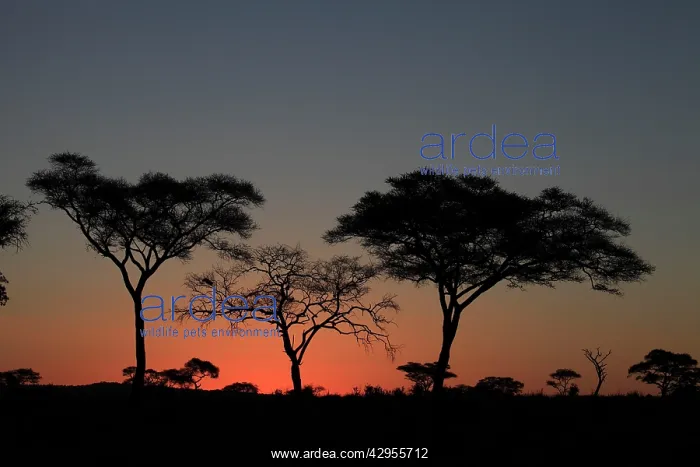 : Umbrella Thorn Acacia / Umbrella Thorn / Israeli : Umbrella Thorn Acacia / Umbrella Thorn / Israeli