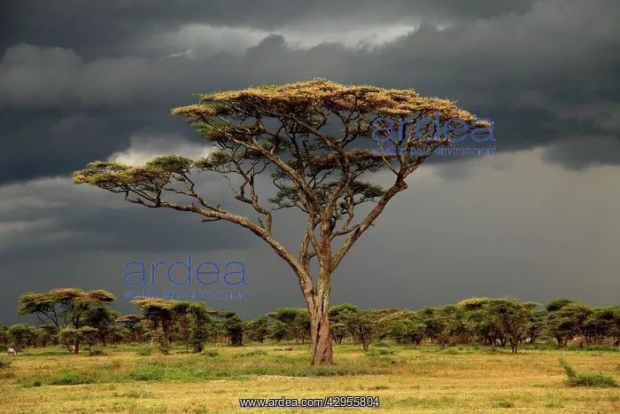 : Umbrella Thorn Acacia / Umbrella Thorn / Israeli : Umbrella Thorn Acacia / Umbrella Thorn / Israeli