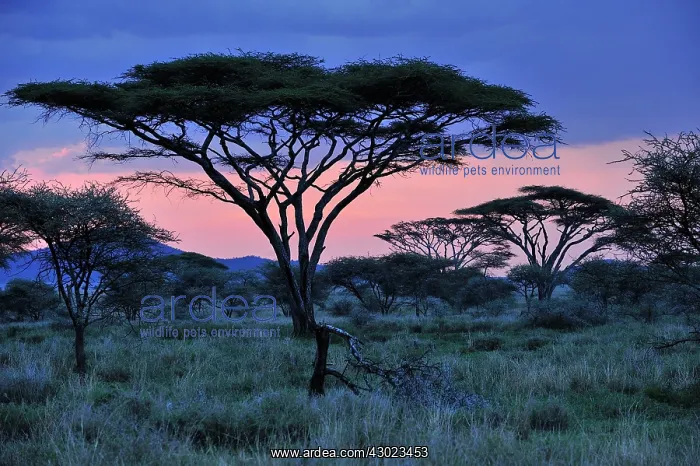 : Umbrella Thorn Acacia / Umbrella Thorn Tree in twilight : Umbrella Thorn Acacia / Umbrella Thorn Tree in twilight
