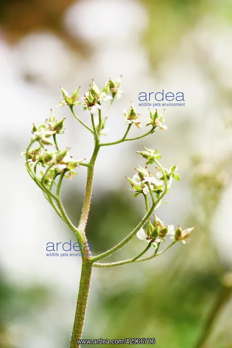 : Umbrellaplant : Umbrellaplant