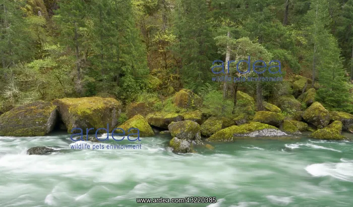  : The Umpqua river, Oregon