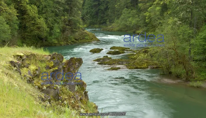 : The Umpqua river, Oregon : The Umpqua river, Oregon