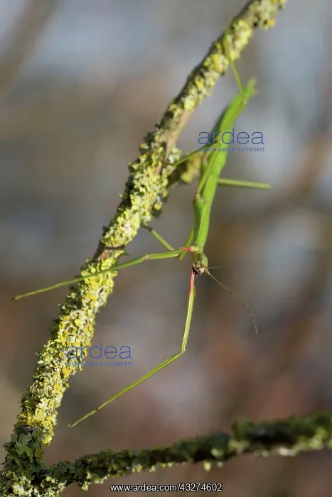 : Unarmed Stick Insect : Unarmed Stick Insect