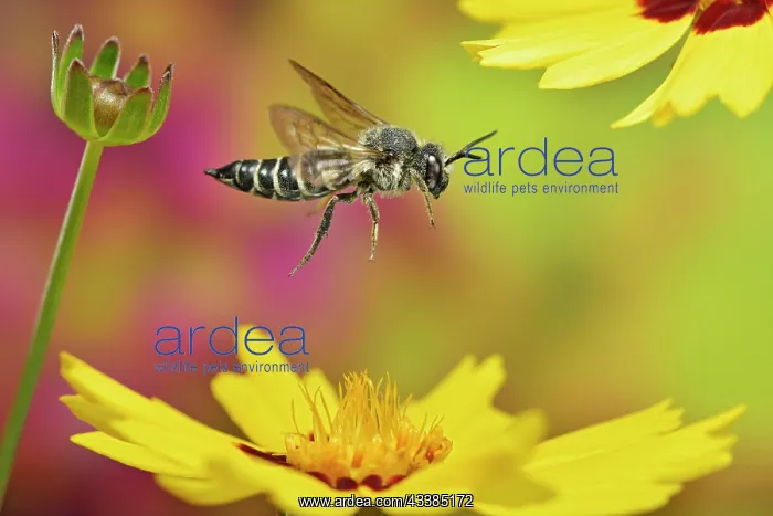 : Unarmoured leaf-cutting cuckoo bee (Coelioxys inermis) i : Unarmoured leaf-cutting cuckoo bee (Coelioxys inermis) i