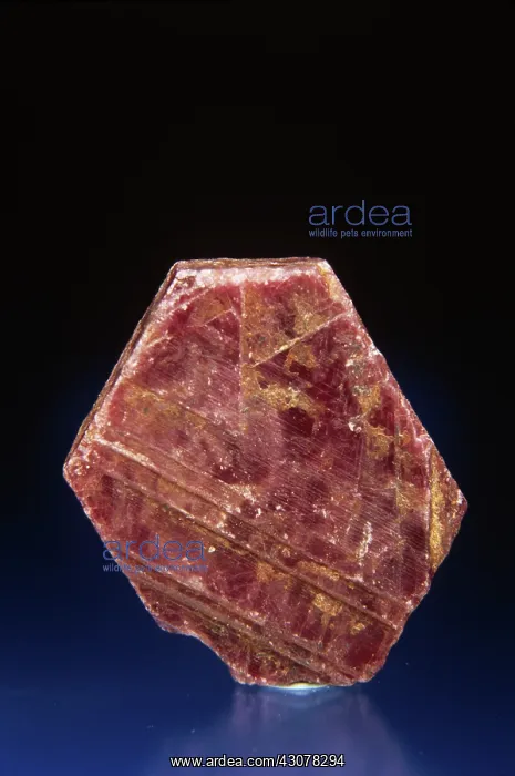 : Ruby. Uncut ruby (Corundum) : Ruby. Uncut ruby (Corundum)