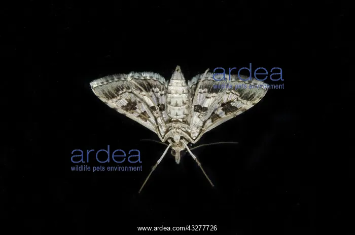: Underside of Crambid Moth on window - Pering, Gianyar, Bali : Underside of Crambid Moth on window - Pering, Gianyar, Bali