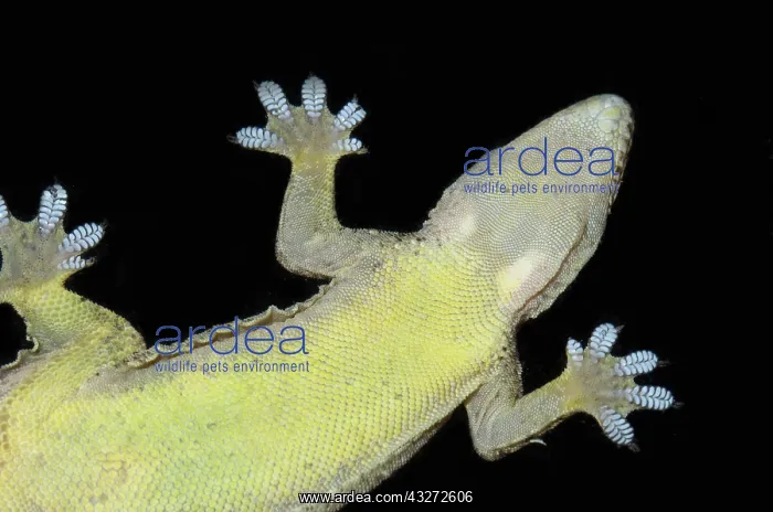 : Underside of Flat-tailed House Gecko on glass showing webbed : Underside of Flat-tailed House Gecko on glass showing webbed