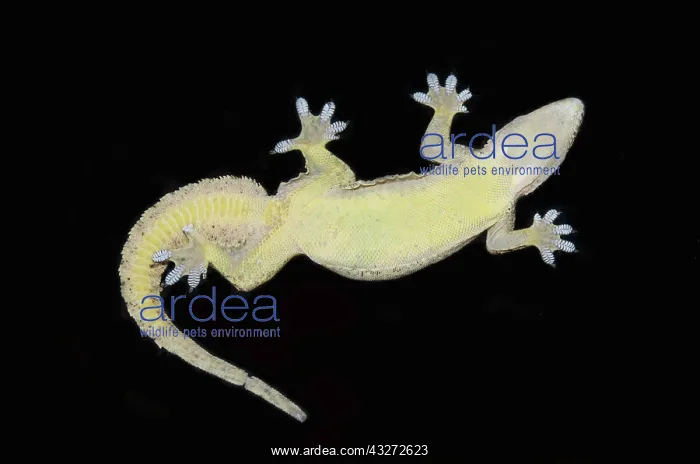 : Underside of Flat-tailed House Gecko on glass showing webbed : Underside of Flat-tailed House Gecko on glass showing webbed
