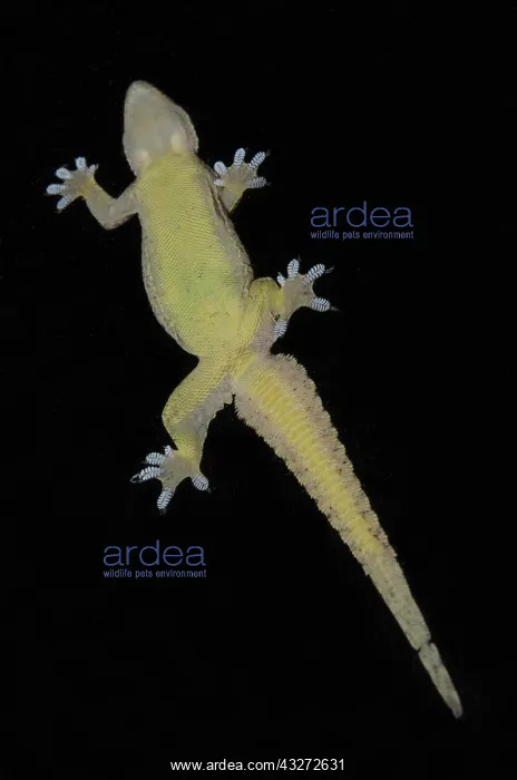 : Underside of Flat-tailed House Gecko on glass showing webbed : Underside of Flat-tailed House Gecko on glass showing webbed