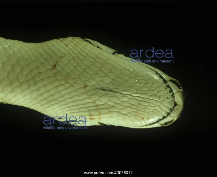 : Underside Indian python head : Underside Indian python head