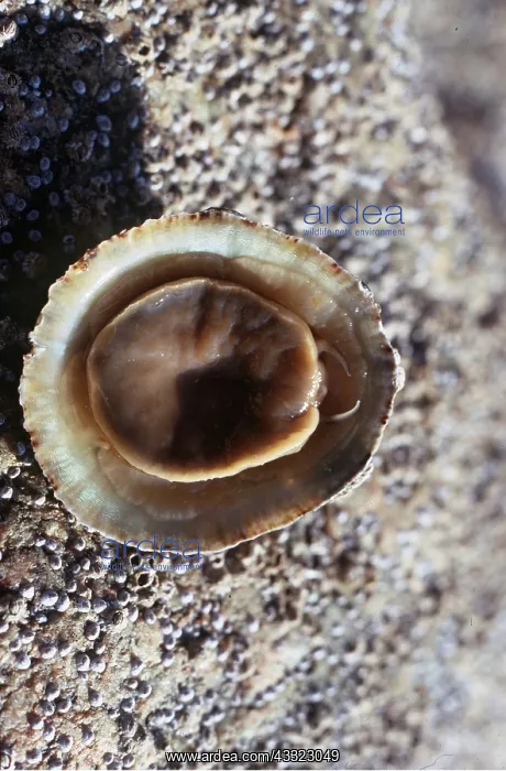 : UNDERSIDE OF LIMPET : UNDERSIDE OF LIMPET