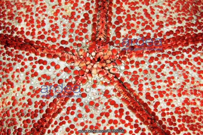 : Underside with mouth of spiny cushion star (Culcita : Underside with mouth of spiny cushion star (Culcita