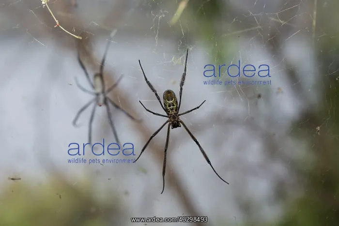 : Underside of Orb weaving spider in web : Underside of Orb weaving spider in web