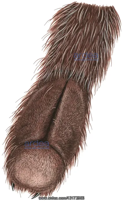 : The underside of a spider's foot : The underside of a spider's foot
