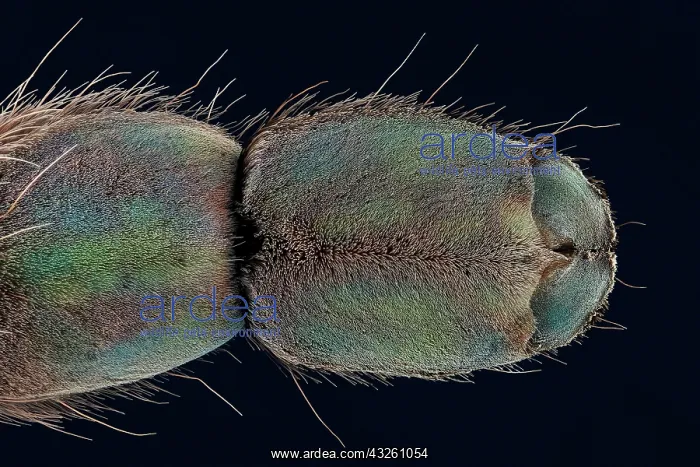 : Underside of a spiders foot, macro photo, magnification : Underside of a spiders foot, macro photo, magnification