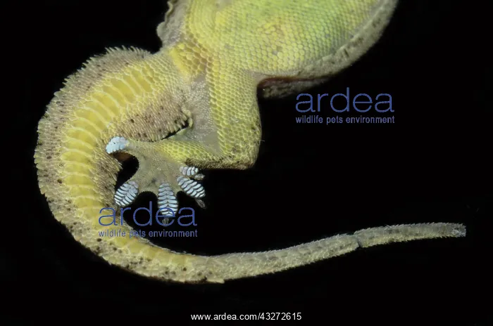: Underside of tail of Flat-tailed House Gecko on glass showin : Underside of tail of Flat-tailed House Gecko on glass showin