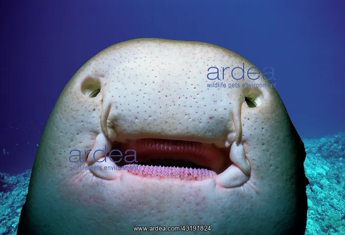 : Underside of a Zebra Shark (Stegostoma fasciatum) : Underside of a Zebra Shark (Stegostoma fasciatum)